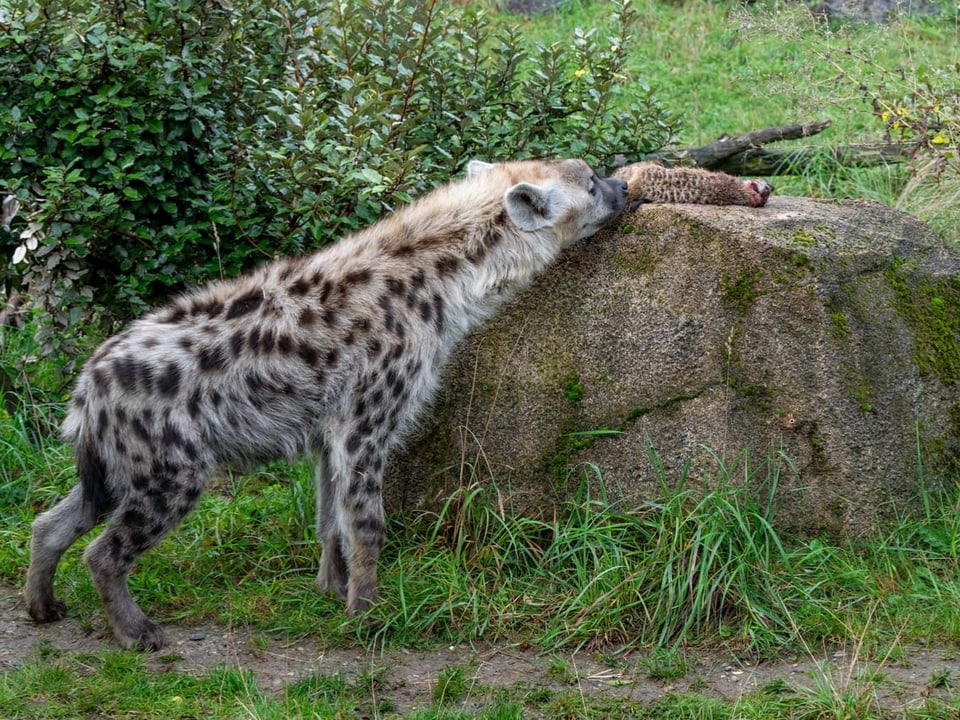 Hyäne schnuppert an toten Erdmännchen, die auf einem grossen Felsen liegen.