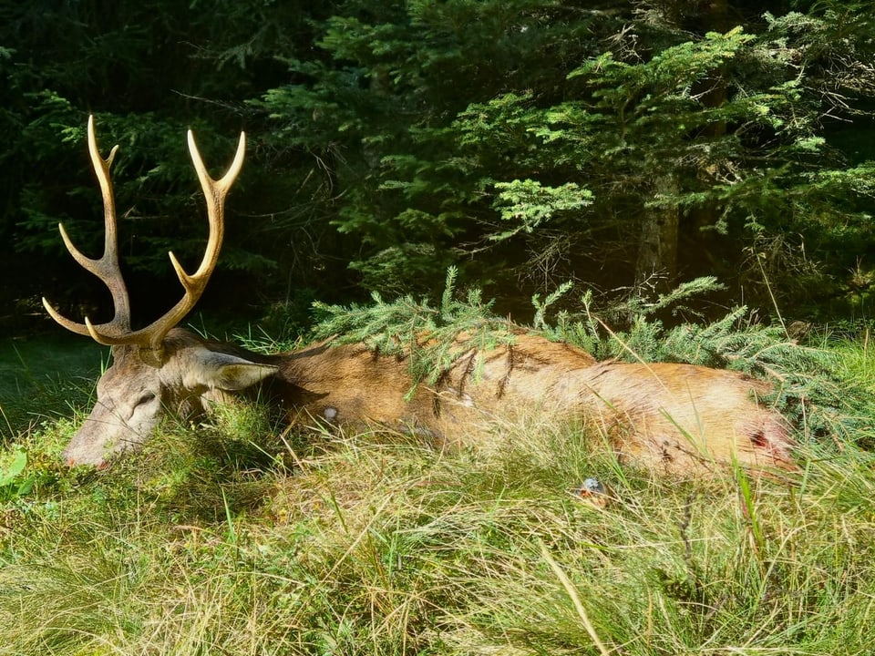 Hirsch liegt im hohen Gras im Wald.