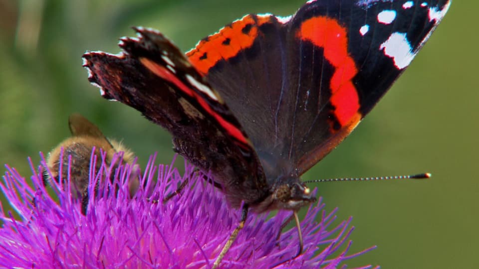 Ausgeflattert: Viele Schmetterlinge sind in landwirtschaftlich intensiv genutzten Gebieten kaum mehr zu sehen (Admiralsschmetterling an Blüte)