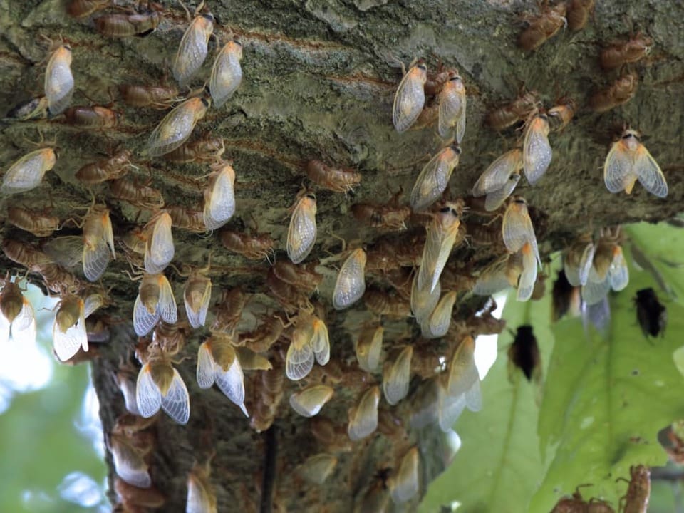 Zikaden auf einem Baumstamm