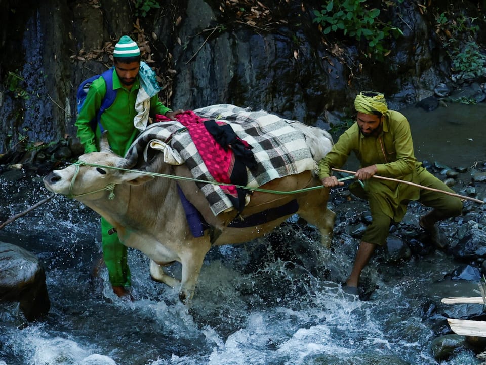 Zwei Männer führen eine Kuh durch einen flachen Bach.