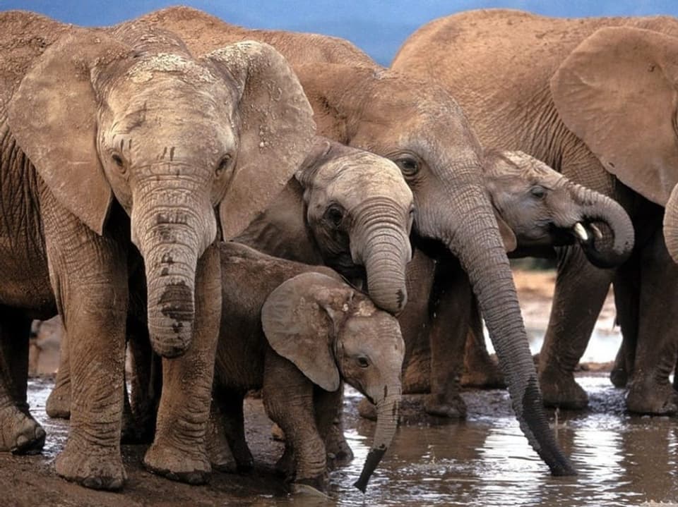 Elefantenfamilie am Wasserloch.