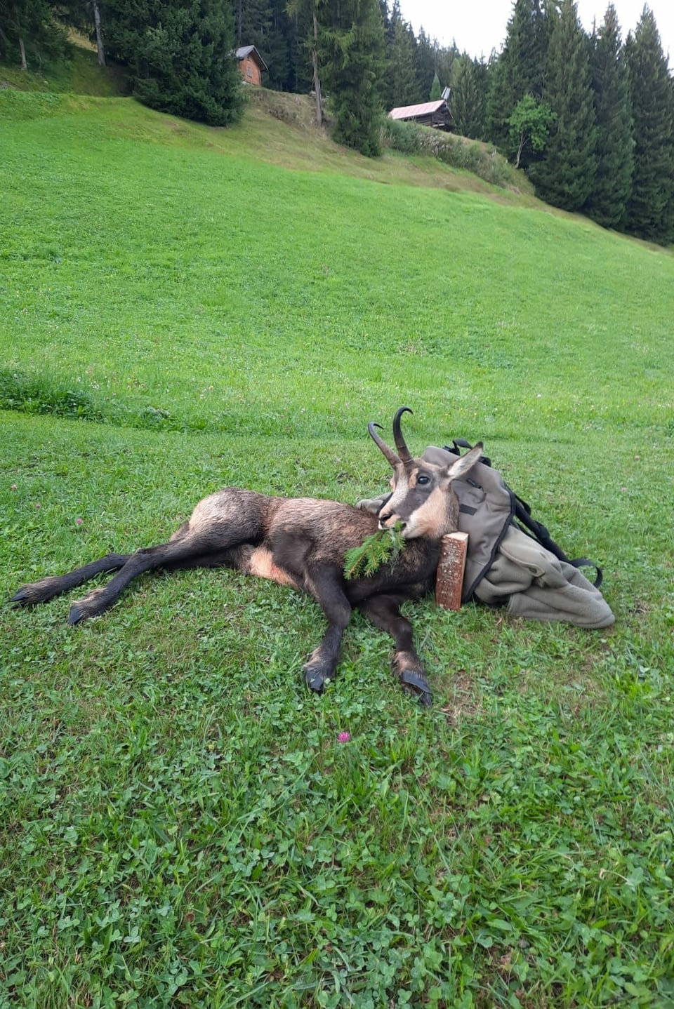 Geschossene Gämse mit Tannenzweig im Maul auf Rucksack abgelegt.