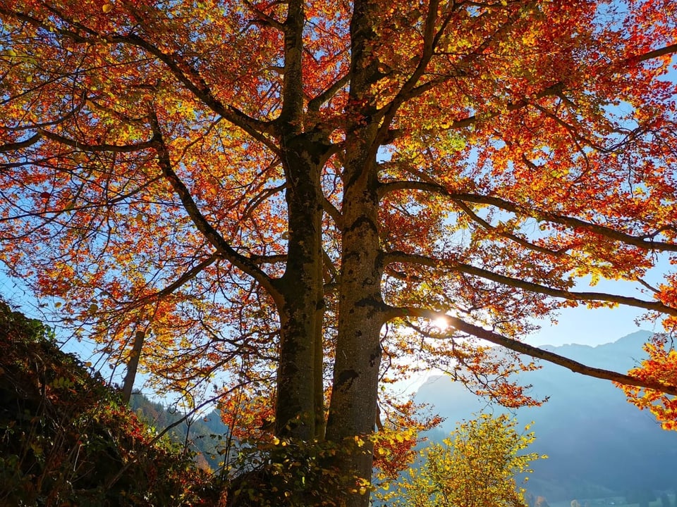 Herbstbaum mit leuchtend buntem Laub im Sonnenlicht vor Bergkulisse.