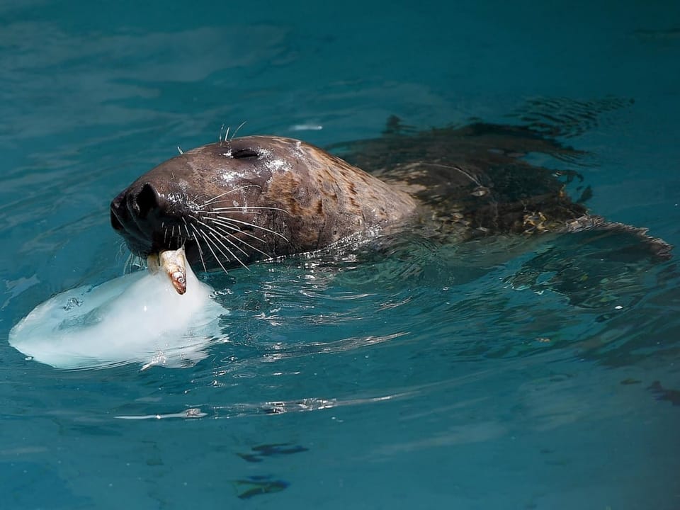 Seehund im Wasser mit einem Eisstück im Maul.