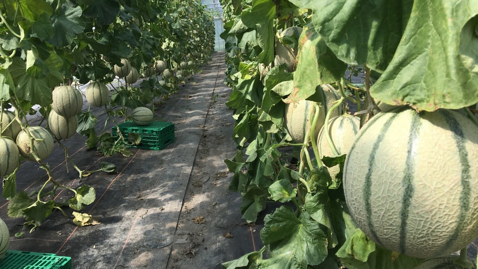 Las plantinas creschan ord la tiara e vegnan fermadas cun cordas vid il tschiel sura. 