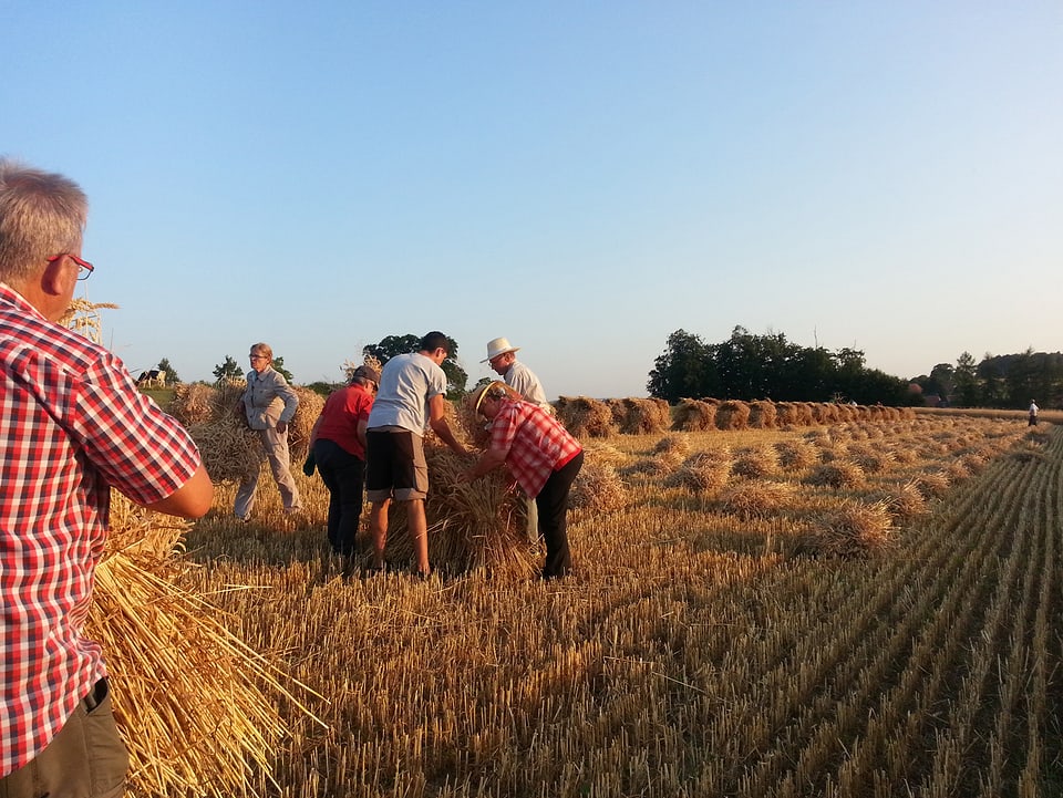 Gruppe Menschen erntet Korn.