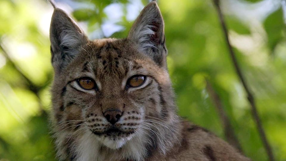 Ein Luchs schaut in die Kamera, hinter ihm Wald.