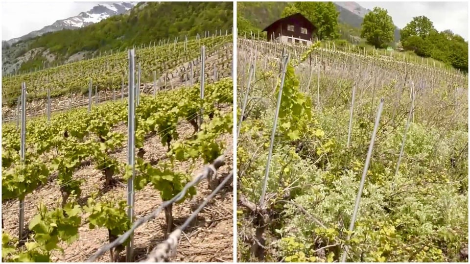 Gefahr für die Gesundheit der Reben. Rechts ein verlassener Rebberg, links ein gepflegter.