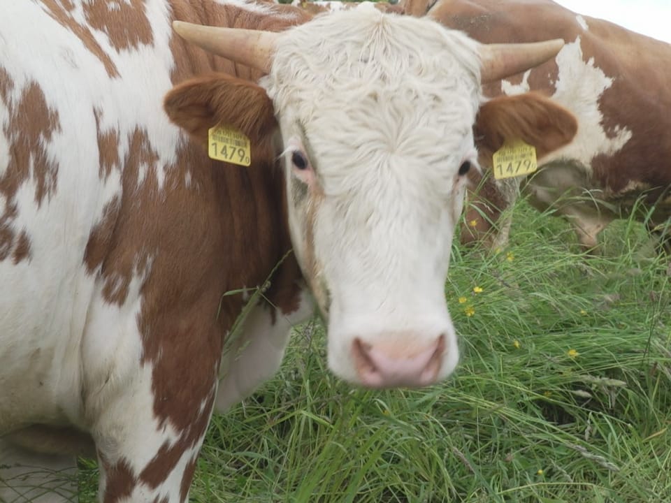 Nahaufnahme einer braun-weissen Kuh mit einer Ohrmarke im Gras.