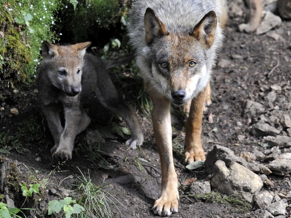  Ein Jungwolf mit seiner Mutter.