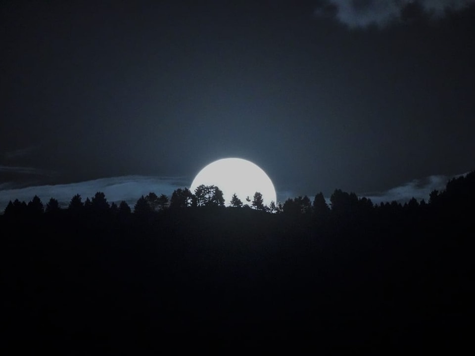 Vollmond hinter Baumlinie bei Nacht.