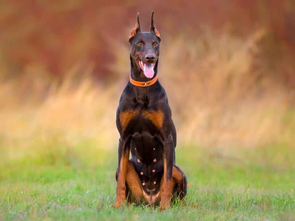 Dobermann