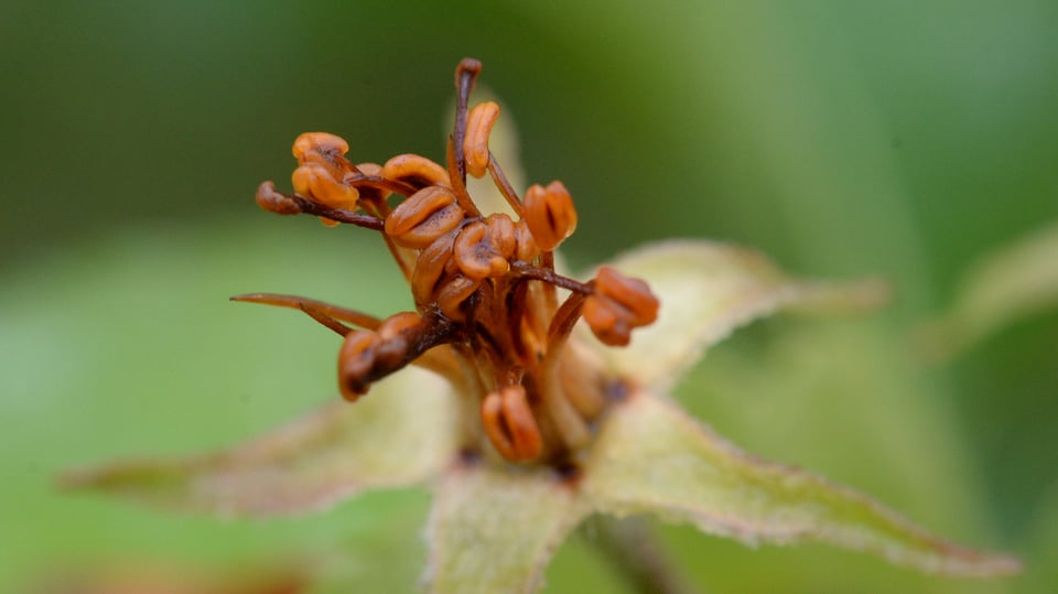 Eine erfrorene Apfelblüte