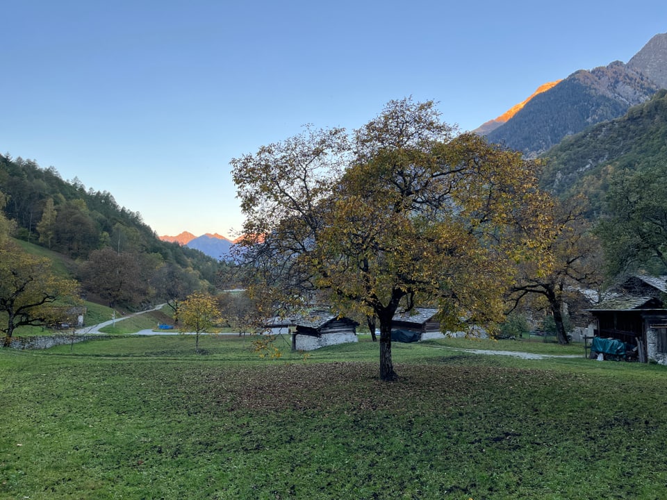 Bräuche und Traditionen in Graubünden: Kastanienfest / Festival della castagna