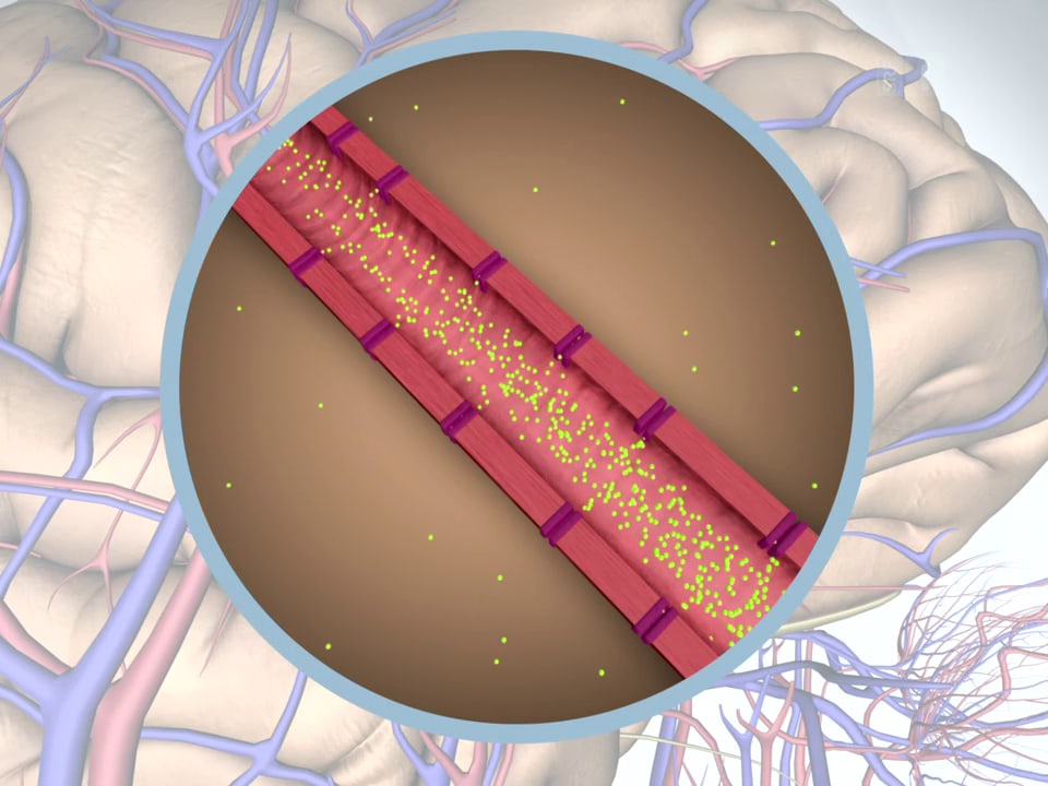 Grfische Darstellung der Blut-Hirn-Schranke mit wenigen gelben Punkten