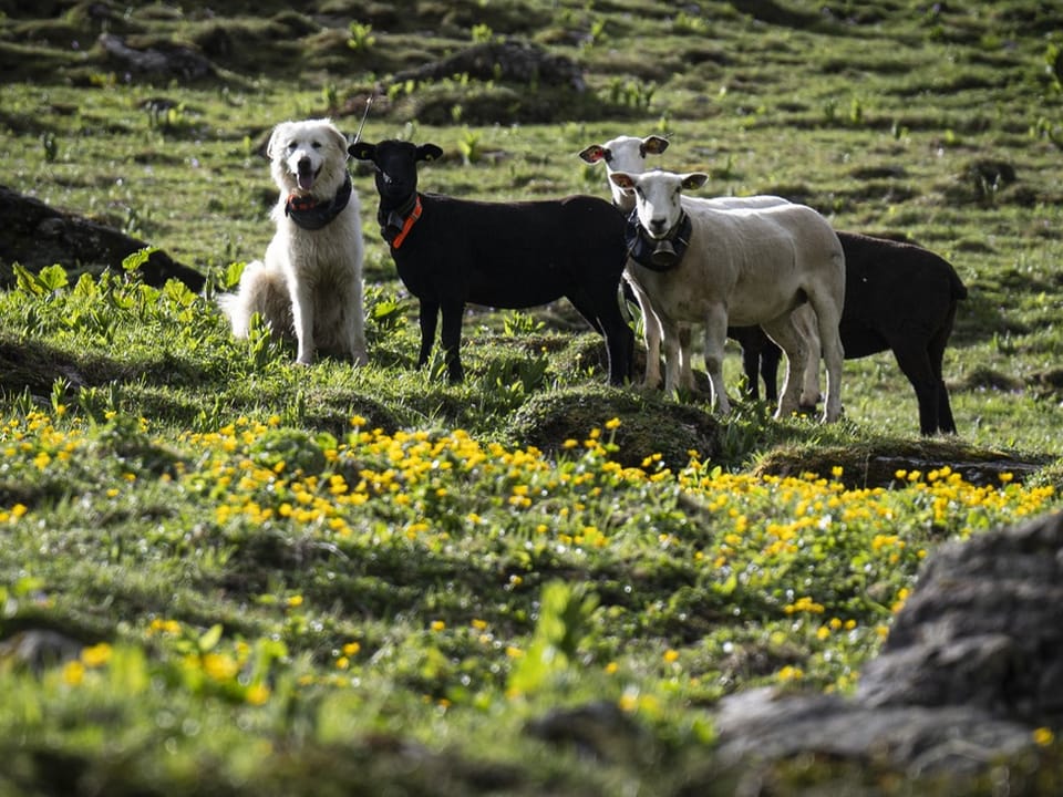 Herdenschutzhund bewacht Schafe