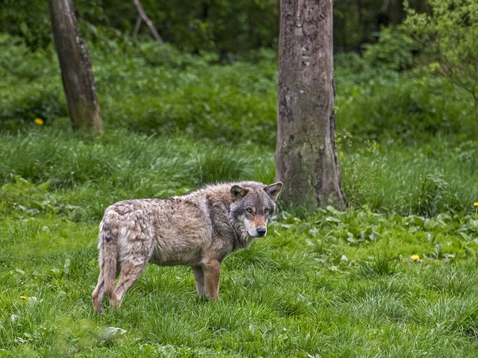 Ein Wolf mit dickem Fell im Wald