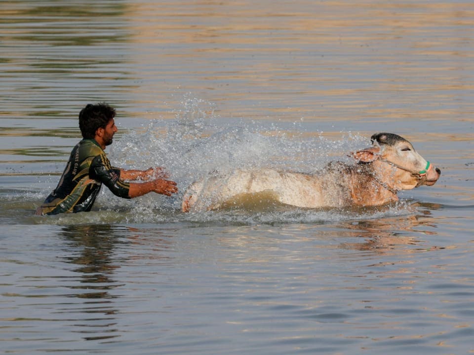 Ein Mann schwimmt mit einer Kuh im Wasser.