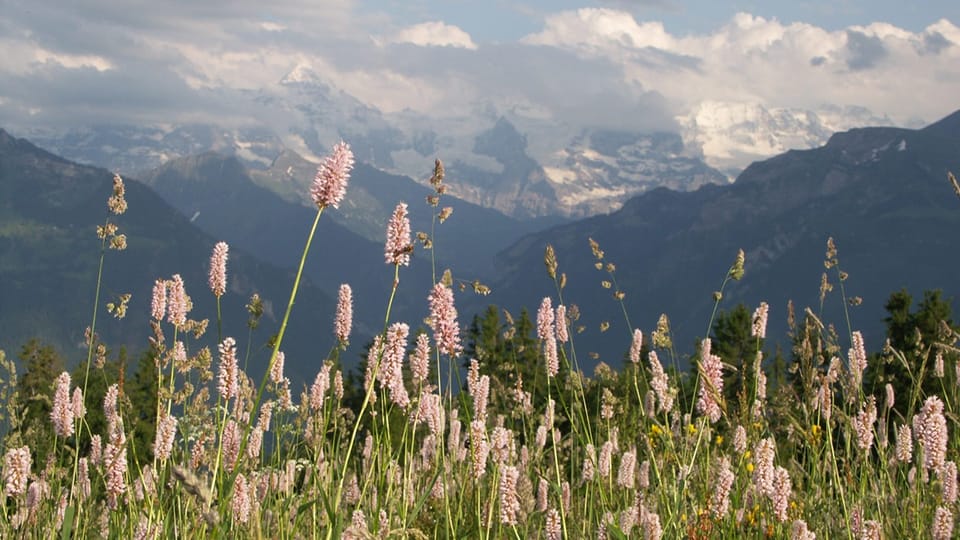 Blumenwiese vor Bergpanorama mit Wolken.