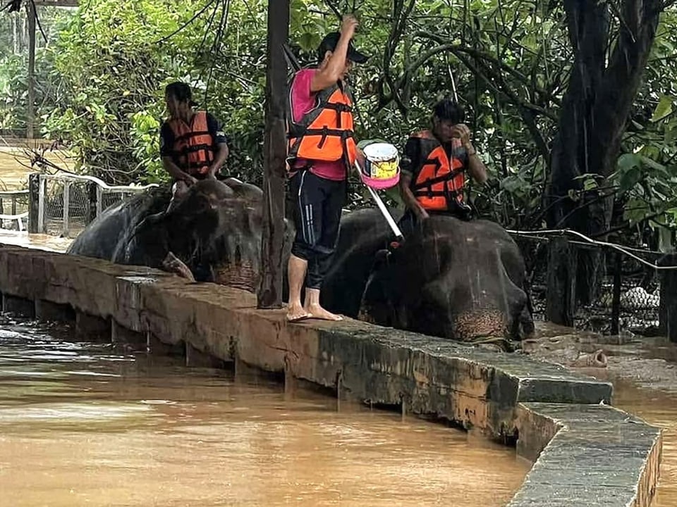 Menschen in Schwimmwesten auf Elefanten im Hochwasser.