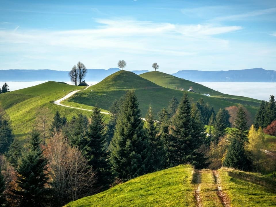 Hügel mit Baum