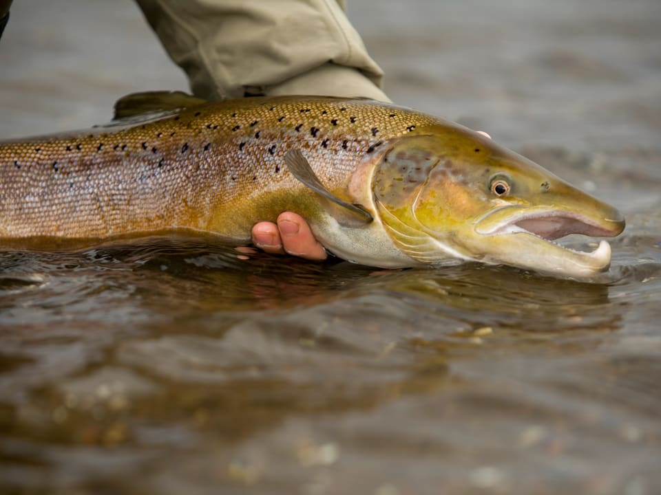 Wildlachs, gefangen in Island.