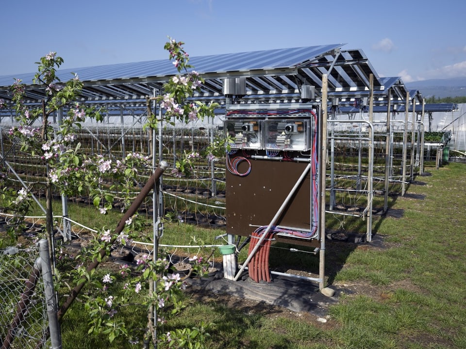 Eine Beerenplantage, darüber ein Gerüst mit Solarpanels. 