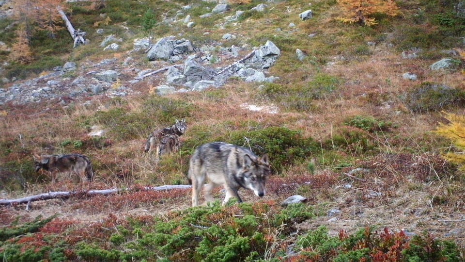 Wölfe in alpiner Landschaft mit Tannen