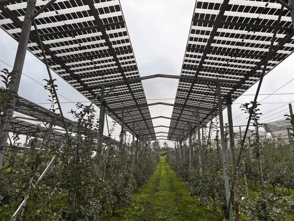 Eine Apfelplantage mit einer Solaranalge, die auf einem Metallgerüst installiert ist. 