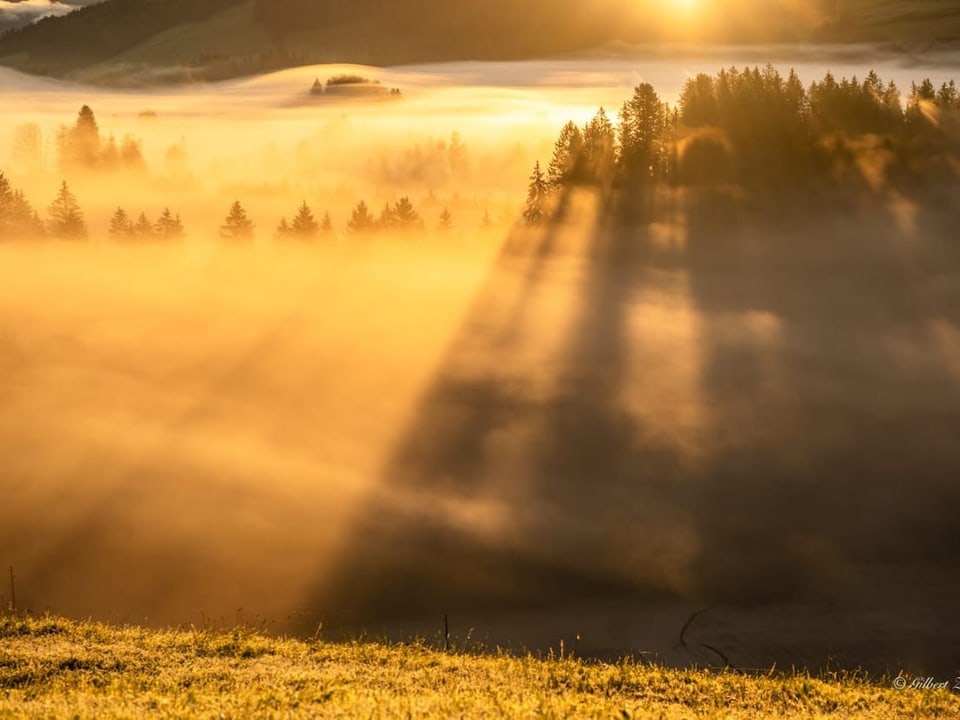 Sonnendurchflutete Landschaft mit Bäumen im Nebel.