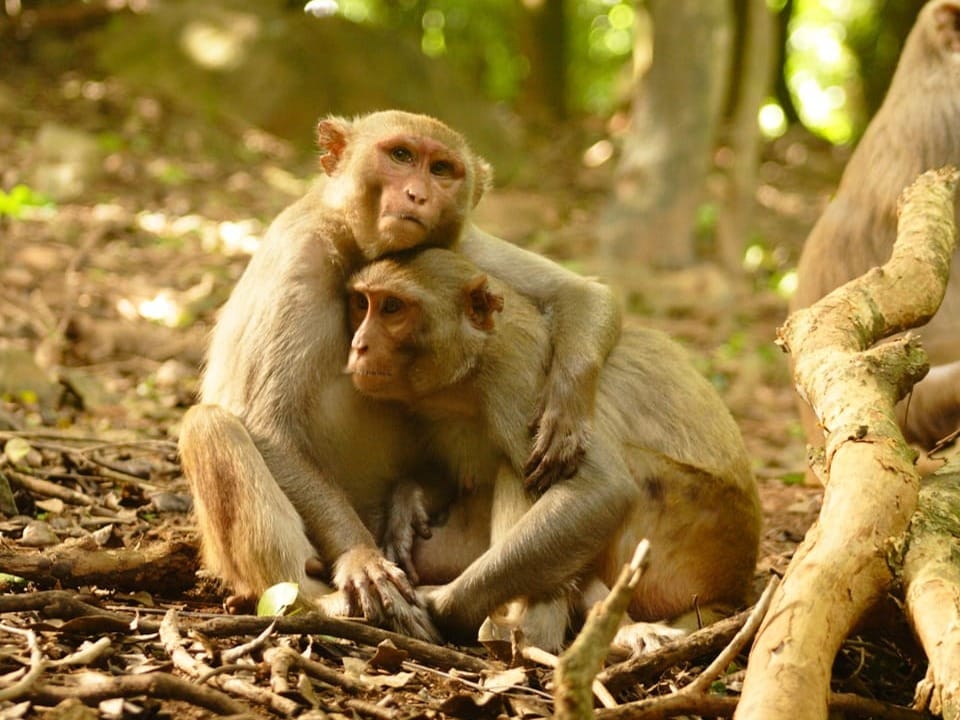 Zwei umarmende Affen im Wald.