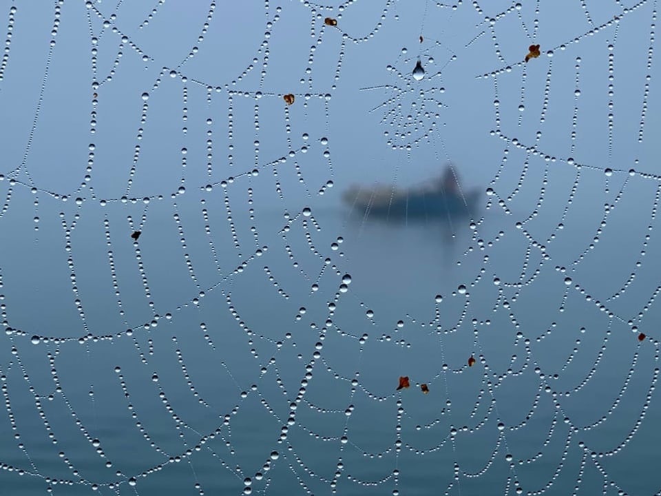 Spinnennetz mit Wassertropfen vor unscharfem Boot auf dem Wasser.