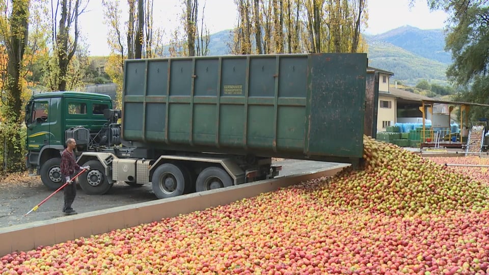 Lastwagen, der eine Apfelernte entleert.