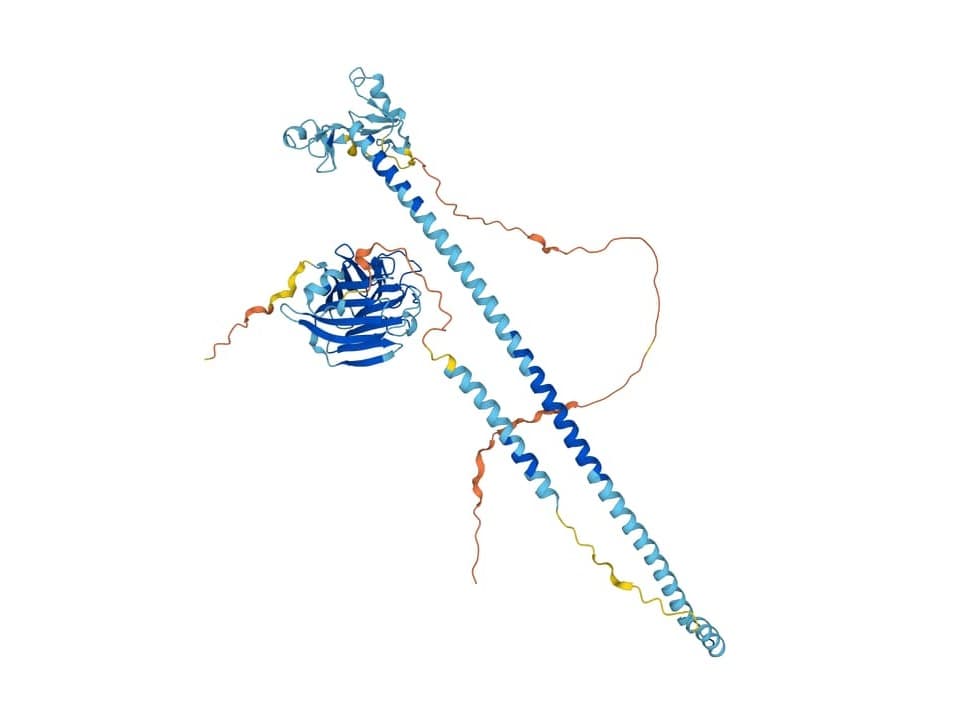 3D-Darstellung eines Proteins mit farbigen Spiralen und Falten.