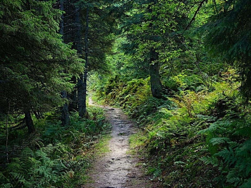 Ein Waldweg in einem dicht bewachsenem Wald