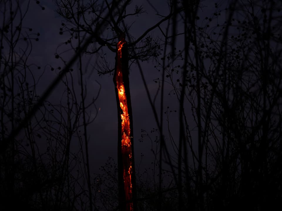 Brennender Baumstamm bei Nacht.