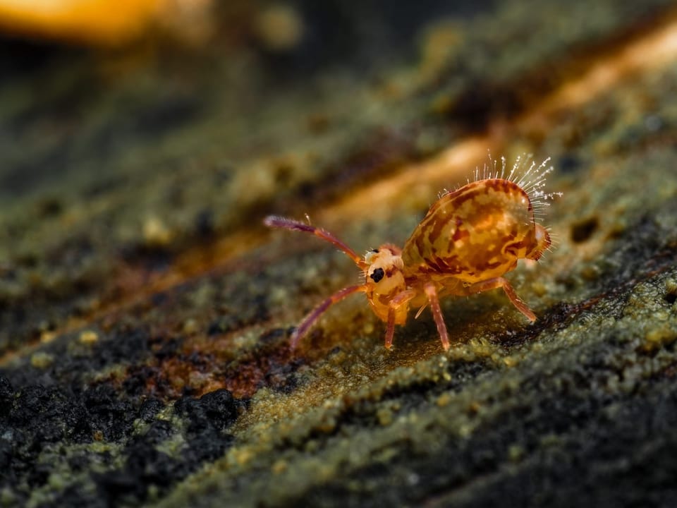 Nahaufnahme eines winzigen Insekts auf Holz.