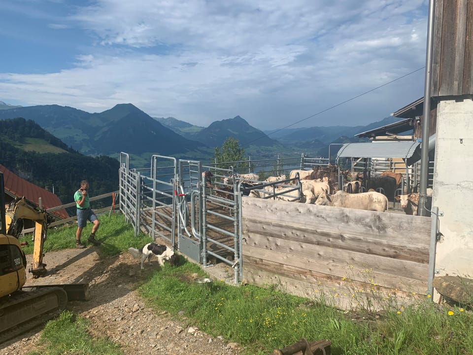 Mann auf einem Bauernhof mit Kühen in einem Gehege in bergiger Landschaft.