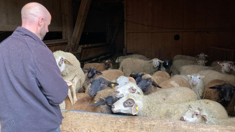 David Gerke vor einer Schafherde in einem Stall.