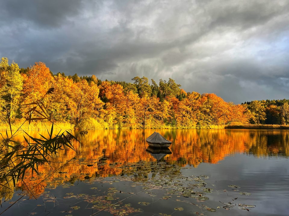 Herbstwald am See mit Boot und Wolkenhimmel.