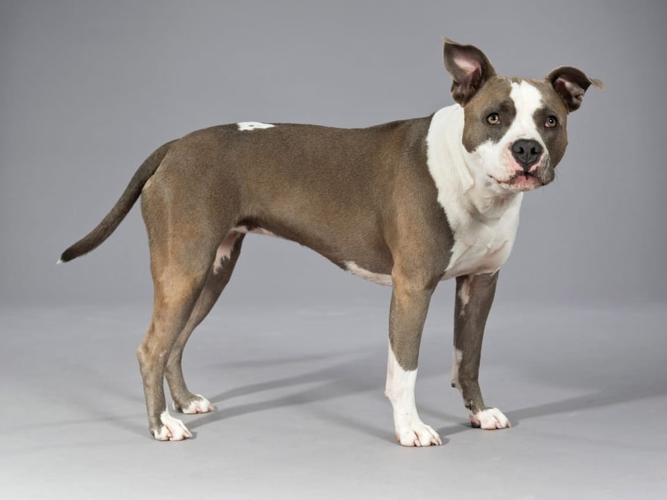 American Bull Terrier