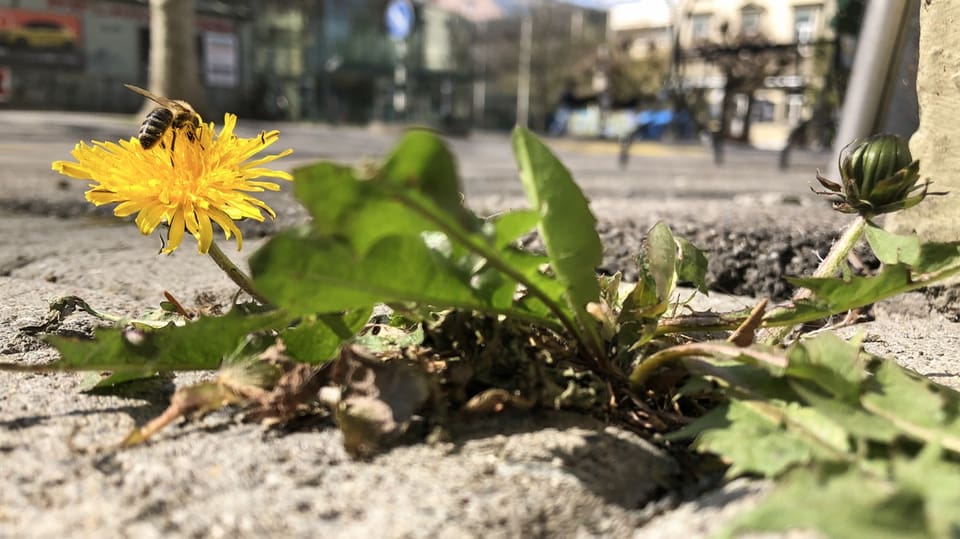 Auf dem Foto sitzt eine Biene auf einer Löwenzahnblüte. Die Pflanze wächst zwischen Steinen auf dem Trottoir.