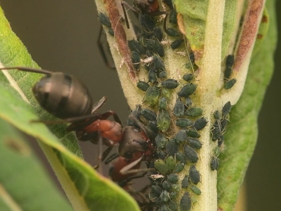 Ameisen und Blattläuse an einer Pflanze