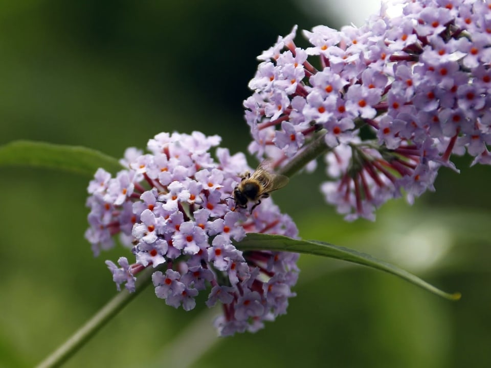 Eine Biene auf einem Sommerflieder