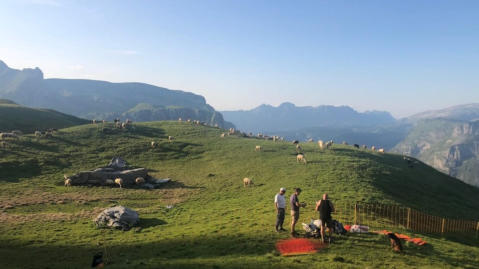 Menschen auf Schafsweide beim Einzäunen