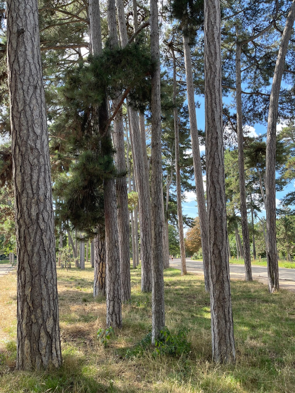 Paris 2024: Bois de Boulogne