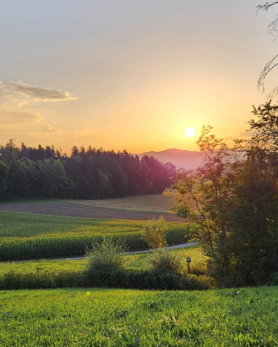 Sonnenuntergang über einem grünen Feld mit Wald im Hintergrund.