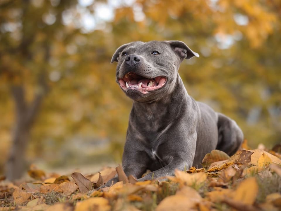 Staffordhire Bull Terrier.