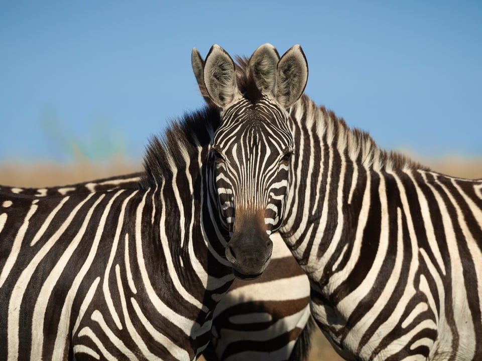 Zwei Zebras mit streifigem Muster.